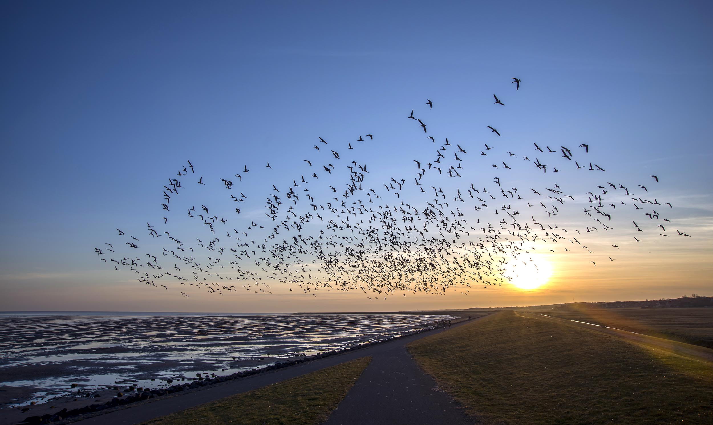 Migrating birds